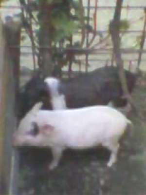 vind porci vietnamezi