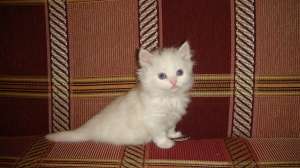 Vand motanel angora turceasca