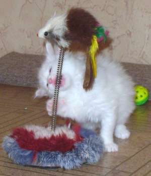 Vand motanel angora turceasca