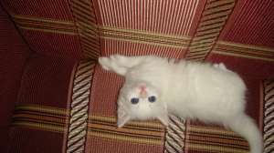 Vand motanel angora turceasca