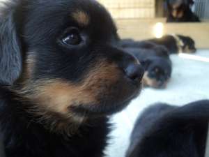 VAND PUI ROTTWEILER