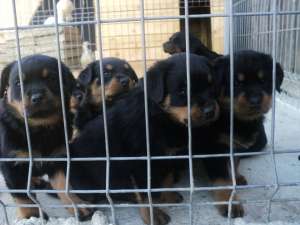 VAND PUI ROTTWEILER