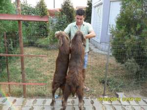 brac german sarmos