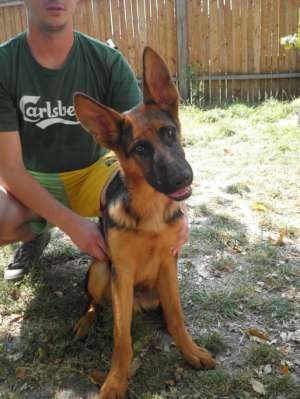 Ciobanesc german cu pedigree