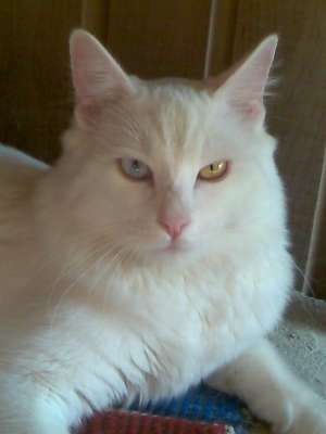 vand angora turceasca 1 an si 4 luni