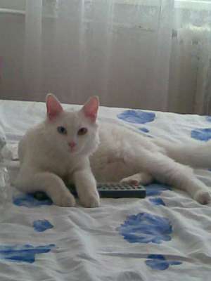 vand angora turceasca 1 an si 4 luni