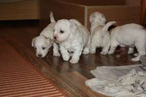 BICHON FRISSE de vanzare