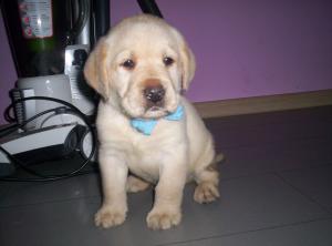 VAND CATELUSI LABRADORI AURII