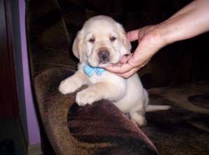 vand catelusi si cateluse Labrador aurii
