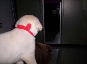 vand catelusi si cateluse Labrador aurii