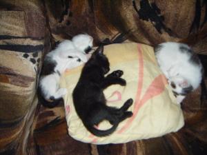 3 pui de pisica cauta stapani