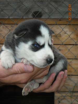 vand husky