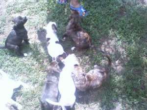 VAND CATEI AMSTAFF