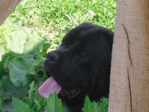 CANE CORSO