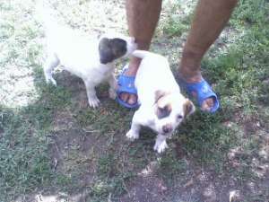VAND CATEI AMSTAFF