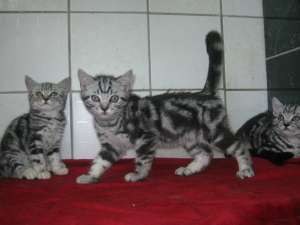 vand motanel british shorthair silver tabby