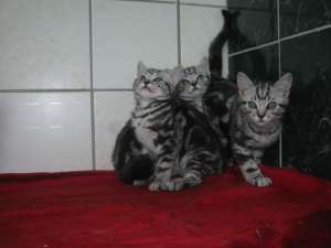 vand motanel british shorthair silver tabby