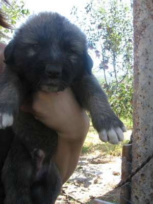 ciobanesc caucazian