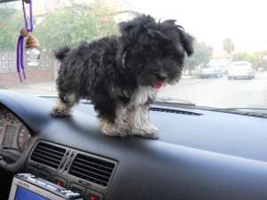 Vand Bichon negru