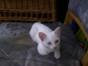 Vand pui pisica Angora