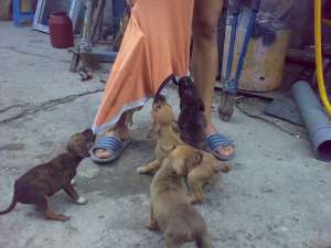 Vand pui Amstaff pedigree