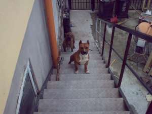 Vand pui Amstaff pedigree
