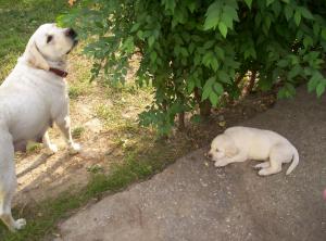 VAND CATELUSI LABRADORI AURII