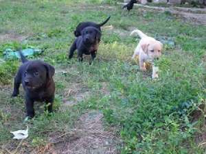 labradori de vanzare