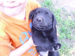labradori de vanzare