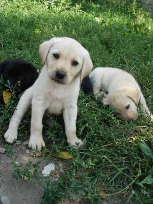 Vand pui labrador