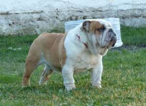 Vand catei BULLDOG ENGLEZ cu pedigre tip A