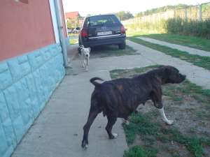 Vind ciini rasa American Stafforshird Terrier
