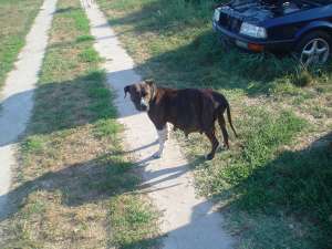Vind ciini rasa American Stafforshird Terrier