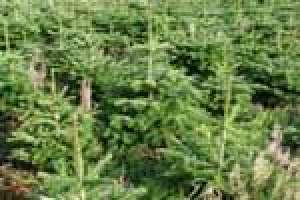 vand arbori arbusti si plante ornamentale