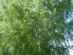vand arbori arbusti si plante ornamentale