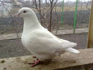 de vanzare porumbei albi si alte culori