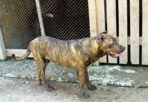 Presa Canario