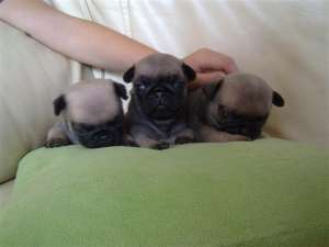 Pui de Mops/ Pug de vanzare