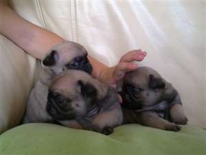 Pui de Mops/ Pug de vanzare