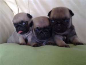 Pui de Mops/ Pug de vanzare