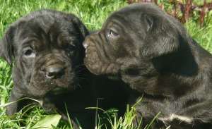 CANE CORSO femele de vanzare