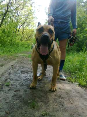 vanzare Dogo Canario, Presa Canario prenotari