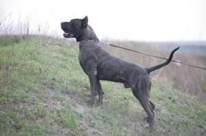 Dogo Canario