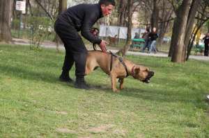 Dogo Canario