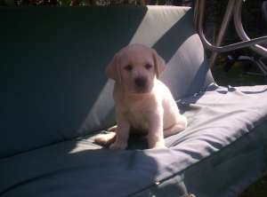 vand cateluse labrador auriu  100E