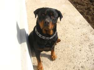 caine  rottweiler