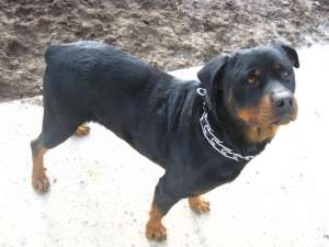 caine  rottweiler