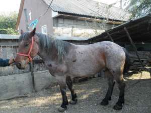 vanc cal semigreu
