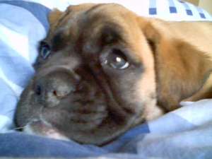 vand pui boxer
