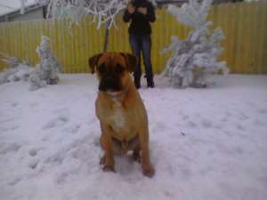 vand pui boxer